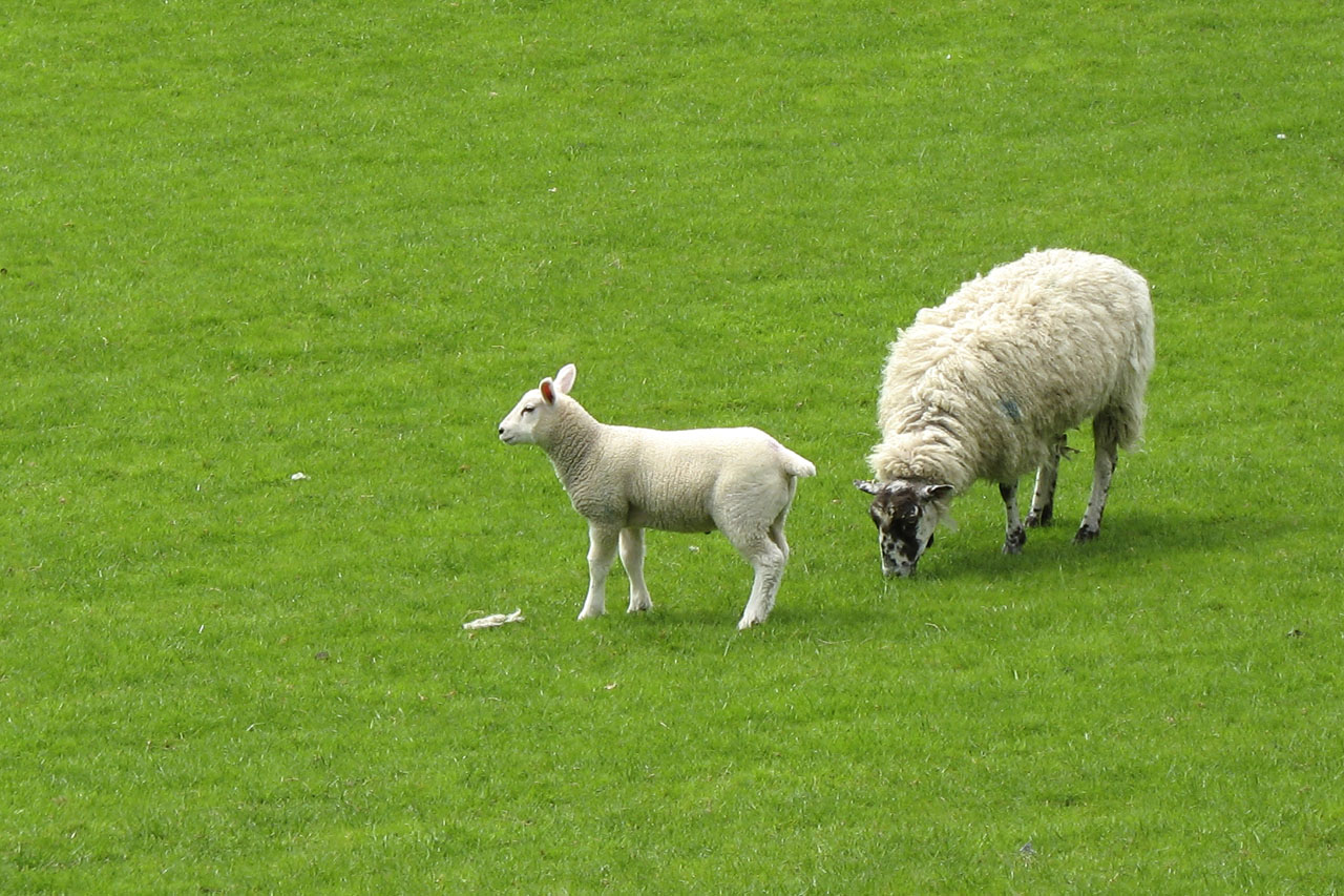 baby sheep grass free photo